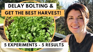 CILANTRO HARVEST  How to Harvest Cilantro Coriander amp Stop Bolting [upl. by Narcis]