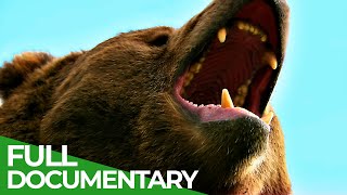 Wildlife  Episode 6 Bears  Free Documentary Nature [upl. by Zicarelli302]